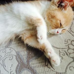 再深点灬舒服灬太大了添吃奶
